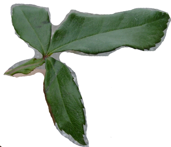 Creation of Rosealla: Step 2